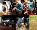 Phát hiện 2 ổ dịch tả lợn châu Phi tại Việt Nam
