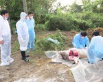 Lai Châu tiếp tục phát hiện thêm ổ dịch tả lợn châu Phi