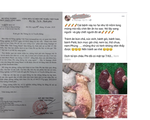 Đề nghị xử lý nghiêm người tung tin đồn thất thiệt về dịch tả lợn châu Phi