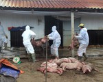 Hải Dương: Bệnh dịch tả lợn châu Phi tiếp tục xuất hiện tại huyện Ninh Giang
