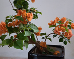 Bộ sưu tập cây hoa giấy bonsai của bà mẹ Quảng Nam