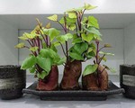 Trồng khoai lang phiên bản bonsai gây sốt, mất vài nghìn mà “chảnh” như tiền triệu