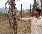 Huyện Chư Pưh, tỉnh Gia Lai: Người dân lao đao vì  “vàng đen”