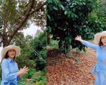 Lý Nhã Kỳ: Hết đầu tư vườn rau organic ở Đà Lạt giờ lại mua 1ha vườn trồng bạt ngàn sầu riêng