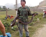 Thông tin mới nhất vụ người đàn ông bắt được rắn hổ mang “khủng” nặng gần 10kg