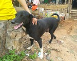 Chú chó bới đất cứu bé sơ sinh bị chôn sống trên cánh đồng Thái Lan