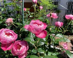 Góc vườn 20m² thơm ngát hoa hồng đủ loại của nữ giám đốc Việt ở Nhật Bản