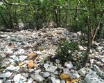 Hải Phòng: Rác thải bủa vây rừng phòng hộ Tiên Lãng