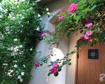Khu vườn hoa hồng trước nhà đẹp như cổ tích của người đàn ông Việt ở Nhật