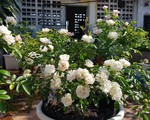 Vườn hồng sân thượng rực rỡ sắc màu của chàng trai 8x siêu đảm ở Sài Gòn