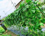 Khu vườn nhỏ phủ kín rau quả sạch tốt tươi của nàng dâu Việt ở Nhật Bản