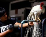 Tây Ninh: Bán gà Onagadori đo đuôi tính tiền, giá trăm triệu mỗi con