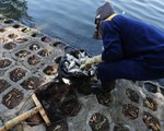 Hà Nội: Hồ Trúc Bạch bất ngờ xuất hiện tình trạng cá chết hàng loạt