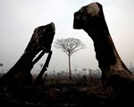 'Lá phổi xanh' Amazon bị thiêu cháy: Lời kêu cứu muộn màng và sự hoảng loạn của người dân trên toàn thế giới