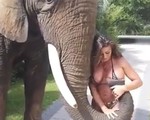 Mẫu nữ ngực &apos;khủng&apos; bị voi dùng vòi &quot;bóp&quot; ngực
