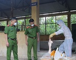 Lạng Sơn: Bắt giữ 600kg nầm lợn bốc mùi hôi thối sắp tuồn ra thị trường