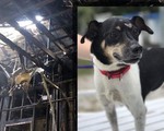 Chú chó dũng cảm hy sinh tính mạng để đổi lấy sự sống cho cả gia đình chủ trong cơn hỏa hoạn giữa đêm