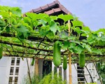 Sài Gòn: Sân thượng 20m² trồng đủ các loại rau của bà mẹ quyết nghỉ việc để dành nhiều thời gian hơn cho bản thân và gia đình