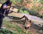 Cô gái nhảy vào chuồng trêu sư tử ở New York