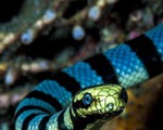 Nhóm cụ bà lặn biển phát hiện ổ rắn độc quý hiếm