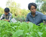 Hai cô gái trẻ bỏ công việc lên rừng làm nông nghiệp thuận tự nhiên