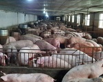 Chủ trại chôn 3.000 lợn bệnh, thương lái thiếu lợn bán dù giá cao