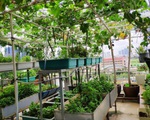 Sân thượng 50m² trồng đủ loại rau sạch và hoa hồng của bà mẹ Hà Nội