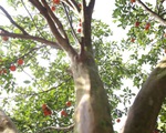 Nghệ An: Cây quýt rừng khổng lồ, giá 100 triệu chưa bán