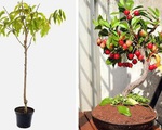 5 loại cây ăn quả trồng từ hạt &apos;siêu dễ&apos;, ai cũng nên trồng 1 cây trong nhà