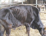 Giải cứu đàn bò tót F1 ở Ninh Thuận gầy trơ xương, suy kiệt