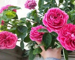 Mua hồng trồng sẵn về, nếu muốn cây không chết và tiếp tục cho hoa thì không nên bỏ qua các bước cơ bản này