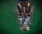 Tìm thấy thi thể đàn ông Indonesia trong hàm cá sấu
