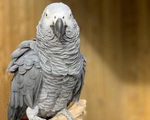Đàn vẹt bị nhốt vì dạy nhau nói bậy, rồi cùng chửi bởi khách tham quan