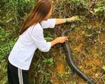 Gái xinh tay không bắt rắn hổ mang nặng gần 2kg cho bố ngâm rượu: &apos;Về nhà em mới biết nó độc chết người&apos;
