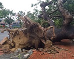‘Cụ’ xà cừ số 13 cổ nhất tại Huế bị bão cùng tên quật đổ bật cả gốc gây tiếc nuối
