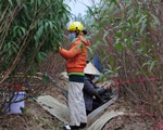 Hà Nội: Các nhà vườn Nhật Tân nhộn nhịp chuẩn bị vụ đào Tết