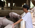 Sở Công thương xác định có sự thiếu hụt nguồn cung thịt lợn trong dịp Tết Nguyên đán Tân Sửu 2021?