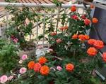 Mê hoa hồng, cô gái trẻ xứ Huế quyết tâm thức khuya dậy sớm tạo cả khu vườn hồng rực rỡ trên sân thượng