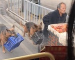 Hình ảnh 2 chú chó trung thành, lếch thếch tha rổ hoa quả phía sau người chủ nghèo: Dù khốn khó nhưng có nhau là đủ rồi!