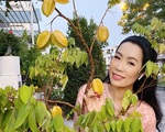 Cây trồng bằng chậu nhưng vẫn cho quả sai lúc lỉu trong biệt thự nhà Trịnh Kim Chi