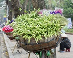 Hoa loa kèn đầu mùa rợp phố Hà Nội, rẻ bằng một nửa năm ngoái nhưng không mấy ai mua