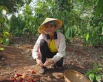 Hoa hậu H&quot;Hen Niê mải mê thu hoạch rau trái trong vườn, rẫy