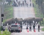 Cao tốc dừng hoạt động để đàn voi sang đường