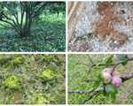 Xót xa nhìn cảnh mưa đá trắng vườn, mận rụng tơi tả ở Sơn La