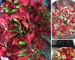 Kỳ lạ loài hoa nở đỏ rực vào mùa hè lại bất ngờ trở thành món ăn gây sốt