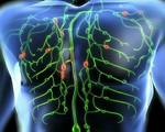 Cách kích thích 8 vùng bạch huyết giúp cơ thể chóng khỏi đau ốm