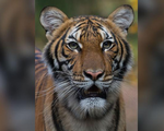 HI HỮU: Một con hổ trong sở thú ở New York mắc COVID-19