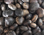 Sự thật về hạt đậu Lào có giá “cắt cổ” được quảng cáo là &apos;thần dược&apos; vẫn được nhiều người lùng mua
