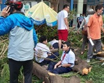 Hà Nội rà soát, “thăm khám” và xử lý những cây xanh nguy cơ mất an toàn trong các trường học
