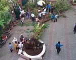 Học sinh tử vong do cây phượng đổ: Những loại cây nào không nên trồng trong trường học?